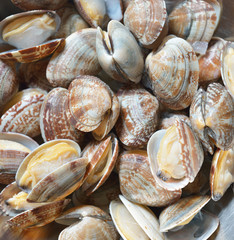 shell clams