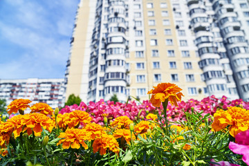 Urban flowers with high dwelling building on the blurred background. Low angle view   