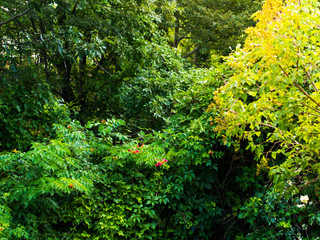 Nature background with green branches in forest