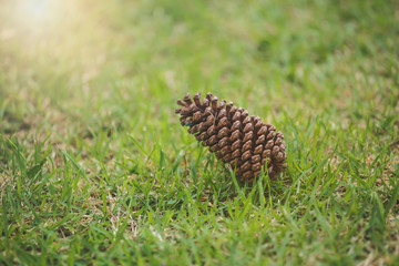 Seed pine on the lawn close up image.