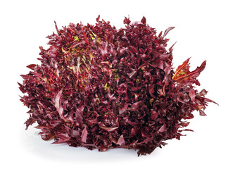 red lettuce isolated on white