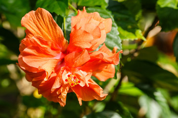 Orange hibiscus on the tree in the garden.