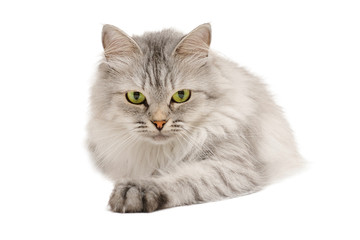 Calm grey long hair cat