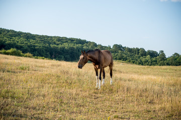 Horse on field