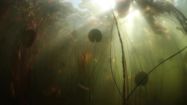 Bright Light and Aquatic Vegetation in Freshwater Lake on Cape Cod, MA