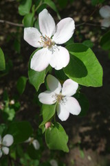 Close up of two flowers of Cydonia oblonga