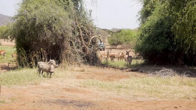 Springbok running past warthogs and safari tourist truck