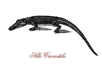 Engraving portrait of Nile crocodile, the largest freshwater predator of Africa, very aggressive and social with a hierarchy determined by size.