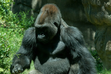 Gorilla
