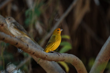 Beautiful couple of bright yellow birds: The saffron finch (Sicalis flaveola), focus on male.