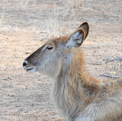 Female Kudu in South Africa