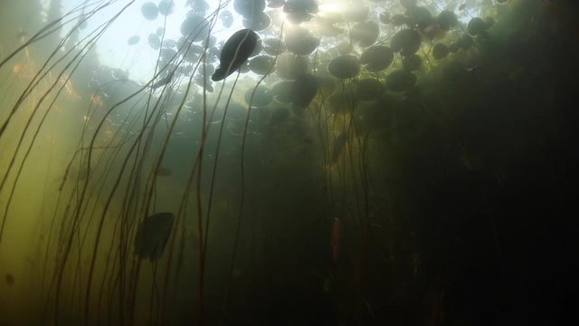 Lily Pads Grow in Lake on Cape Cod, MA