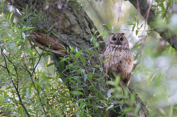 Resting long-eared ow