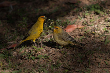 Lovely scene: beautiful couple of bright yellow birds: The saffron finch (Sicalis flaveola)