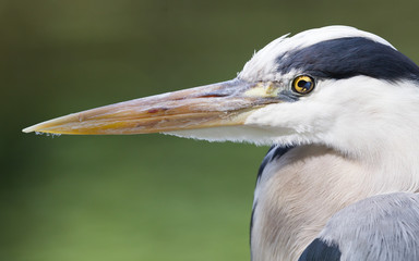 Great Blue Heron standing quietly
