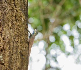 Chameleon ( Lizards ) on the tree.