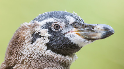 Humboldt penguin, young one