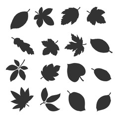Autumn leaves collection. Vector eps10.