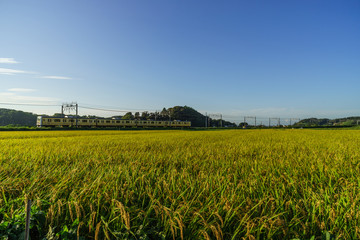 夏の田園風景