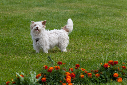 West highland terrier dog outdoors in summer