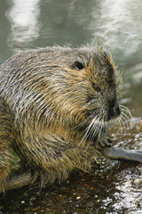 Beverrat krabt zijn staart.