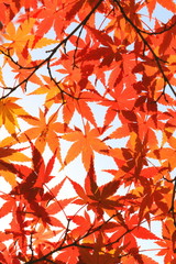Japanese maple