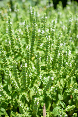 Basil fresh raw green aromatic plant bush