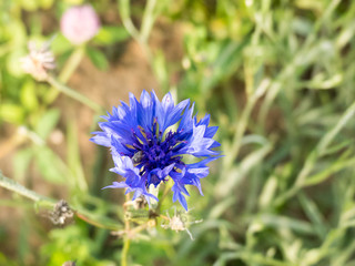 Blue Flower closeup