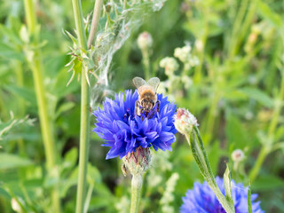  Insect , bee , bees, Anthophila