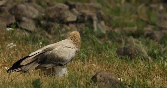 Egyptian Vulture, Neophron percnopterus, Madzharovo, Eastern Rhodopes, Bulgaria. Wildlife Balkan. Bird behaviour scene from nature. Mountain animal in the habitat. Stone on the hill with vulture. 