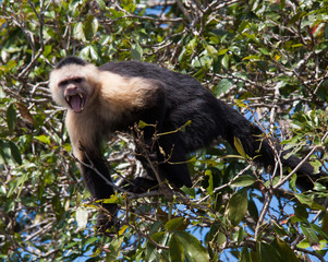 Capuchin Monkey