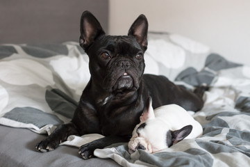 French bulldog puppy