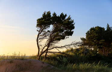 Fototapeta na wymiar Classical Baltic sea beach landscape