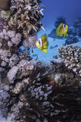 Fototapeta na wymiar Two Clownfish at coral reef under water, Red Sea, Egypt