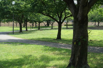 夏の公園