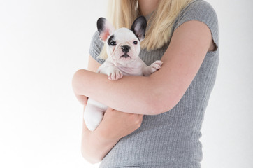 French bulldog puppy