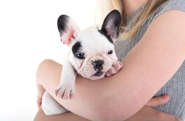 French bulldog puppy