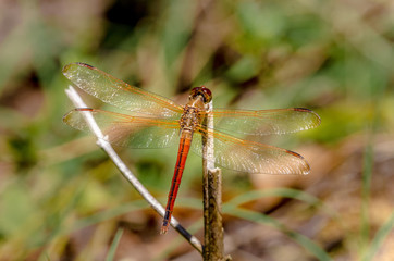Red Dragonfly