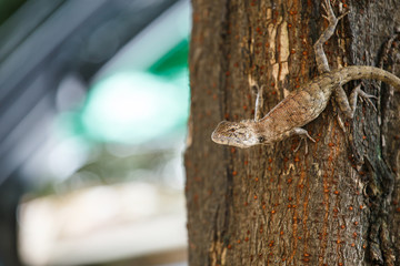 Chameleon ( Lizards ) on the tree.