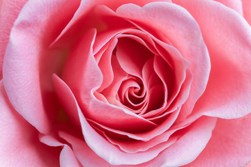Close up of beautiful rose background