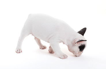 Obraz na płótnie Canvas French puppy bulldog, isolated
