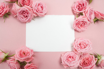 Pink roses on pink background with space for text. Flat lay, top view