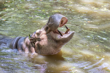 Fototapeta premium Image of a hippopotamus on the water. Wild Animals.