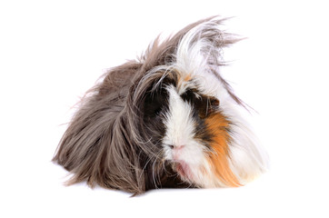 Guinea pig