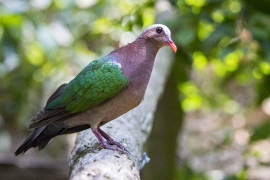 Image of bird (Common Emerald Dove) on nature background.  Animals.