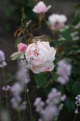 Beautiful garden rose in the garden
