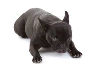 French bulldog isolated, chewing on a bone