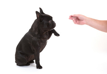 French bulldog giving a paw