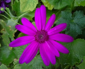 Magenta Senetti Flower