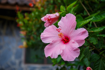 Pink hibiscus flower on tree in garden.